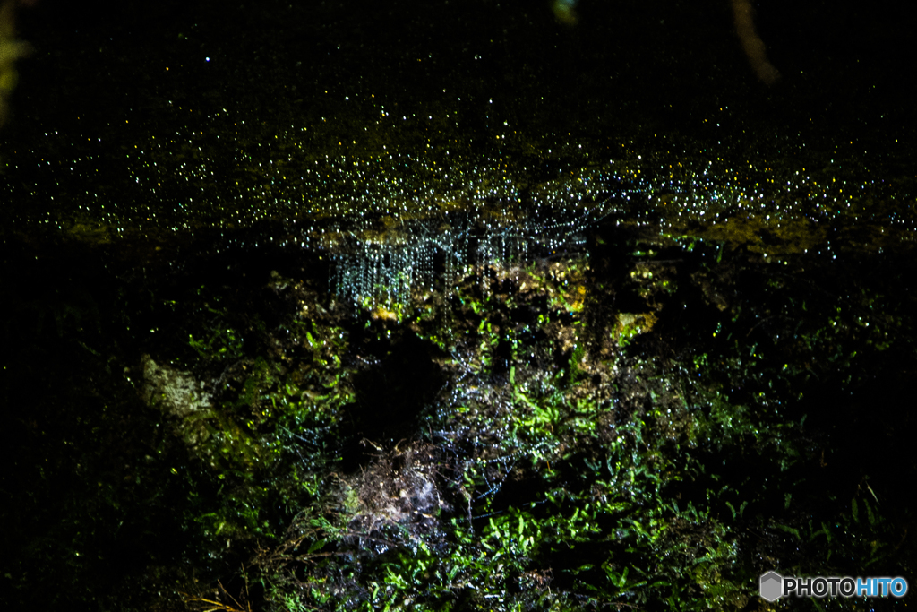 木の中の星たち