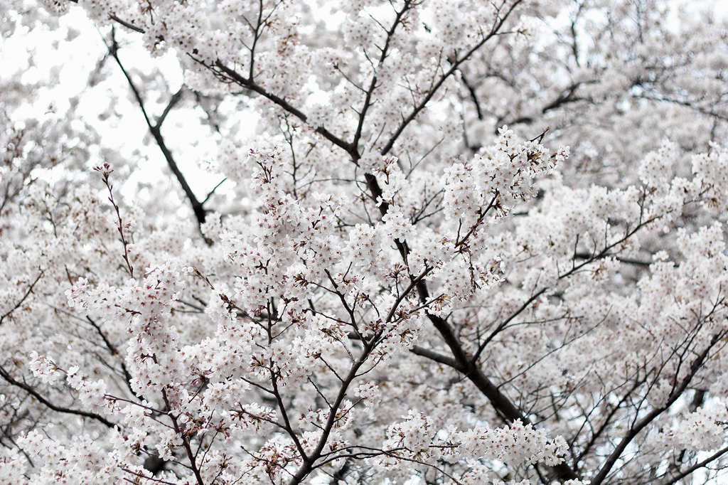 代々木公園　桜