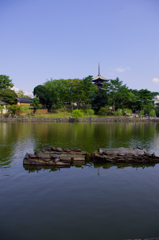 奈良　猿沢池　