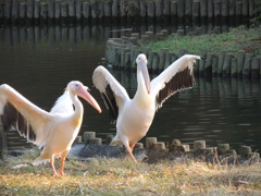 ペリカンのダンス。