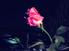 宵闇と薔薇