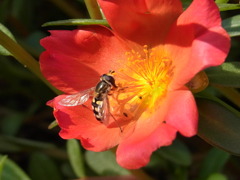 蜂。