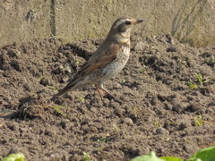 野鳥多いね