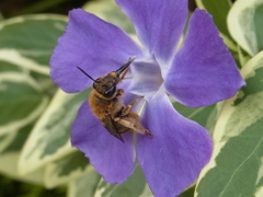 蜂が出た。