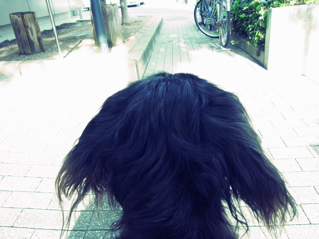 ワン後頭部