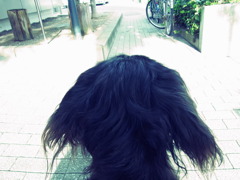 ワン後頭部