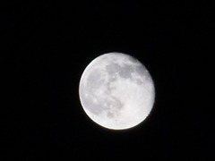 十五夜、十六夜から出遅れ。