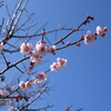 梅