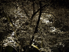 夜桜