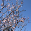梅２