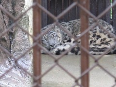 ユキヒョウ２