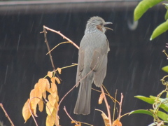 鳴き声が響いたよ。