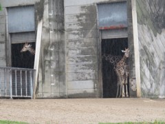 長いな！！