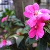 何の花?