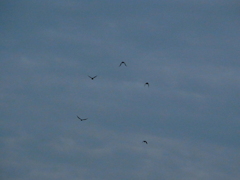 鴉が鳴くから帰ろう。