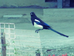 コッチ見んなΣ(・ε・；) 