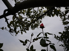 薔薇の背伸び
