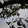 薔薇の背伸び