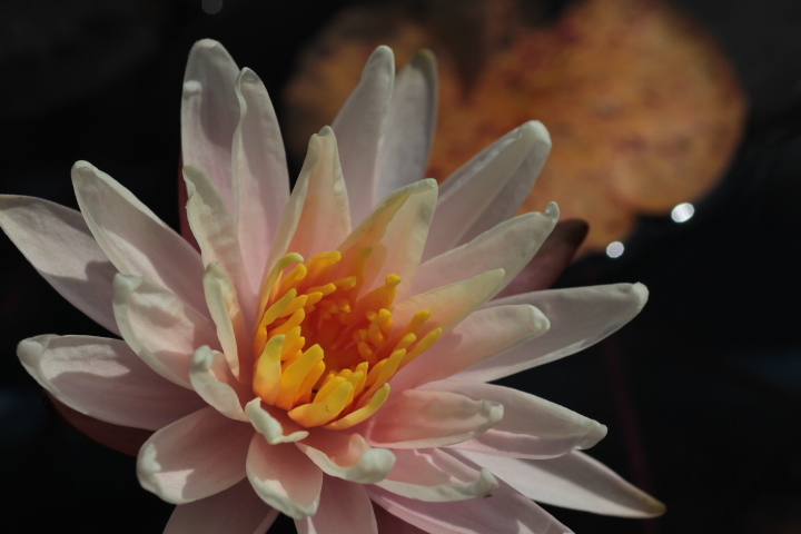 waterlily