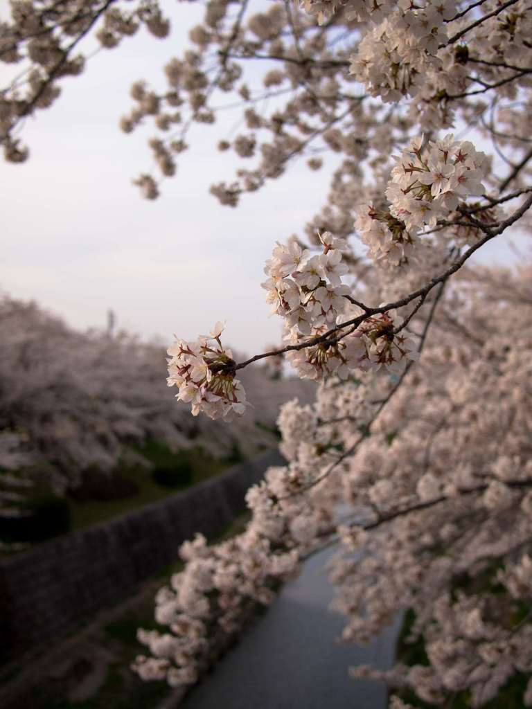 川辺の散歩