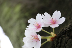 街の桜