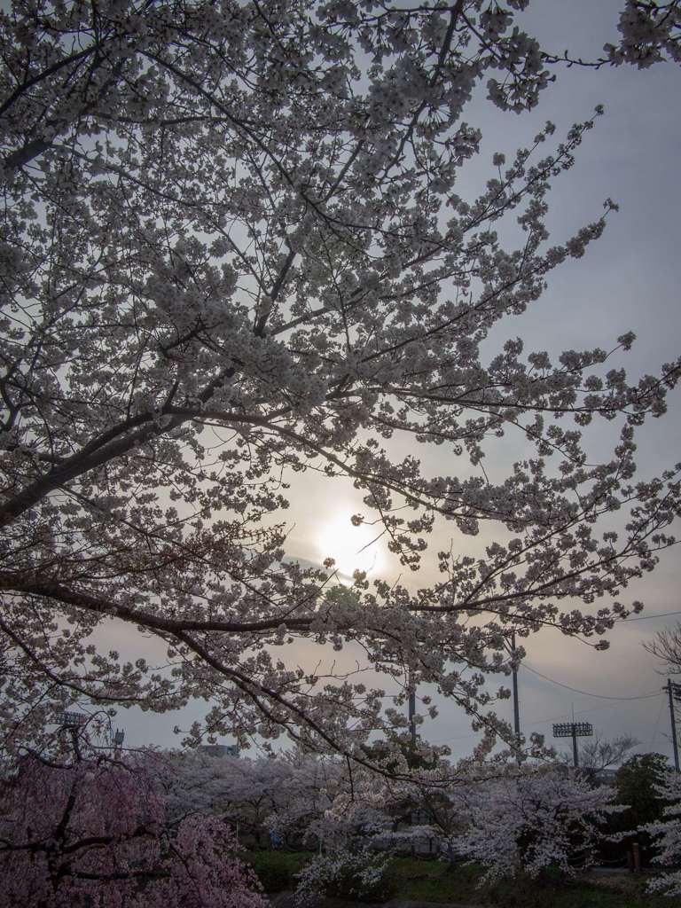 桜と夕日