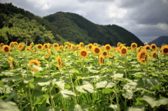 ひまわりの集合写真