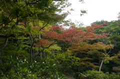 紅葉