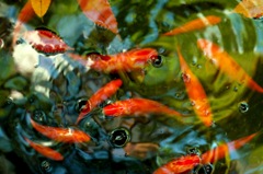金魚
