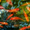 金魚