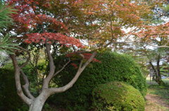 庭園の紅葉