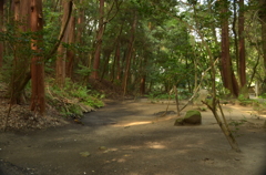 山の辺の道　木漏れ日
