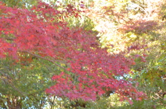 紅葉　１