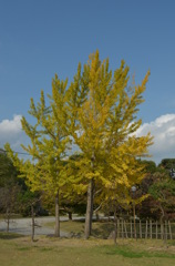 紅葉　銀杏　１