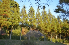 里山の杉並木