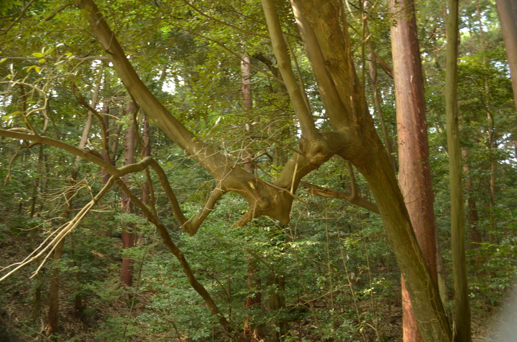 山の辺の道　ハローウインの木