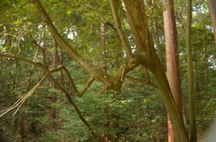 山の辺の道　ハローウインの木