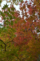 紅葉　５