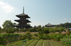 斑鳩、法起寺