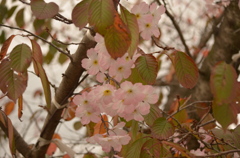 認知症？