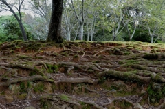 奈良公園　根　