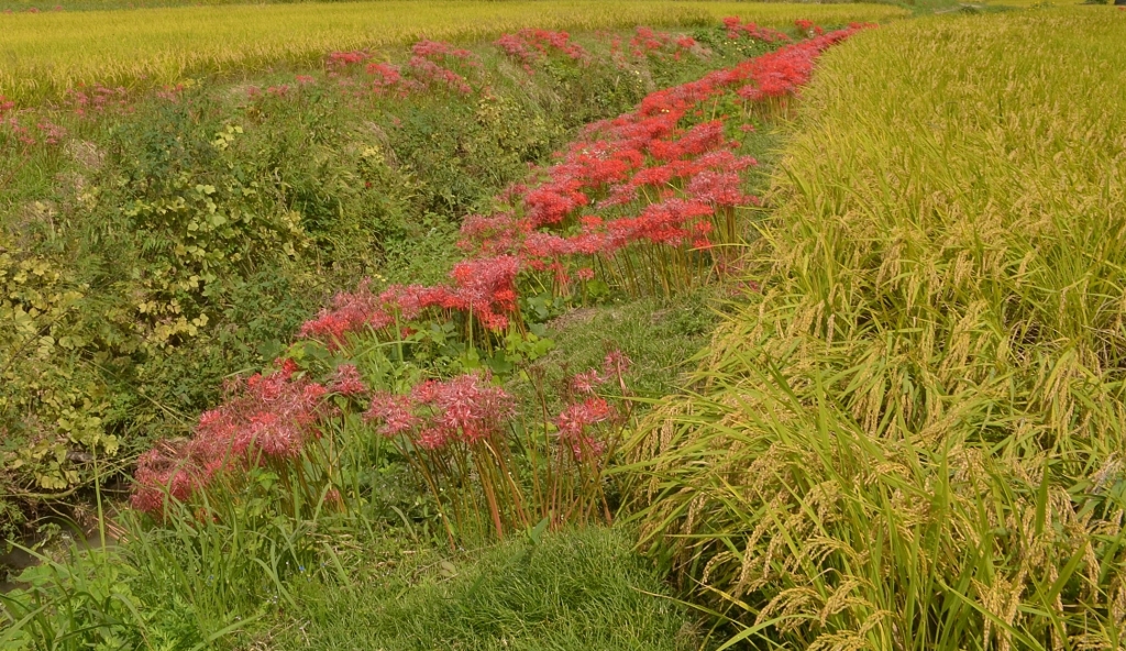 加茂　彼岸花　