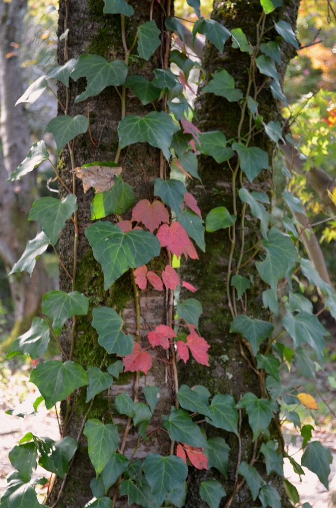 紅葉　蔦