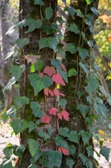 紅葉　蔦