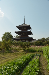 斑鳩、法起寺　２　