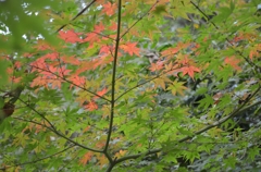 白豪寺　色ずき初め