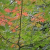 白豪寺　色ずき初め