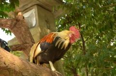 山の辺の道　高みの見物