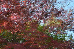 紅葉　２