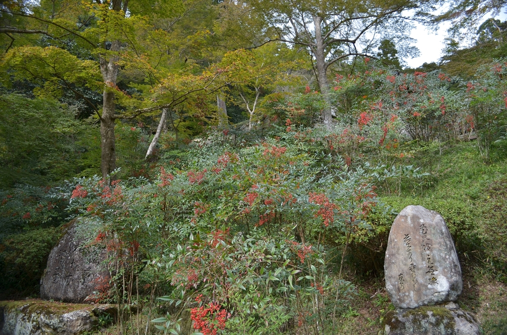 正暦寺　南天
